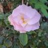 Pear™ rose photo