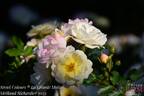 La Grande Motte rose photo