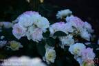 La Grande Motte rose photo
