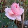 Petit Trianon ® rose photo