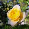 Henri Delbard rose photo