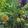 Vanessa Bell rose photo