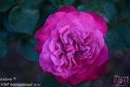 Eudora rose photo