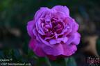 Eudora rose photo