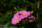 Speedway rose photo
