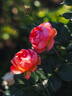 Auguste Escoffier ® rose photo