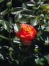 Auguste Escoffier ® rose photo