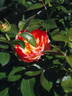 Auguste Escoffier ® rose photo