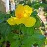 Lemon Fizz ® rose photo