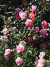 Pink Chantilly rose photo