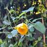 Bataclan rose photo