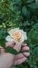 D03-2 rose photo