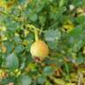 Desdemona rose photo