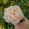 Desdemona rose photo