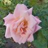 Pink Parfait rose photo