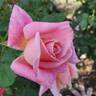 Pink Parfait rose photo