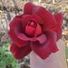 Night Time rose photo