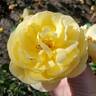 Graham Thomas rose photo