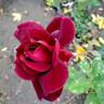 Night Time rose photo