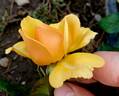 Amber Queen ® rose photo