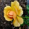 Amber Queen ® rose photo