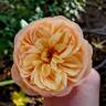 Flavorette™ Honey-Apricot rose photo
