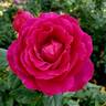 Perfume Factory™ rose photo