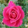 Perfume Delight rose photo