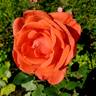 Tropicana rose photo