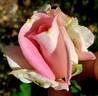 Falling in Love ™ rose photo