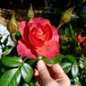 Hot Cocoa ™ rose photo