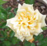 George Elger rose photo