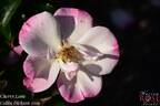 Cherry Lane rose photo