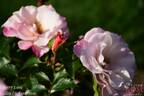 Cherry Lane rose photo