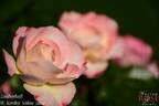 Zauberhaft rose photo