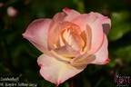 Zauberhaft rose photo