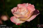 Zauberhaft rose photo