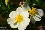 VISanicre rose photo