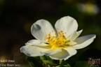 VISanicre rose photo