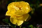 Here Comes the Sun rose photo