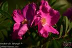 Perchoir des mésanges ® rose photo