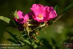 Perchoir des mésanges ® rose photo