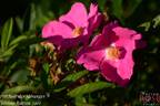 Perchoir des mésanges ® rose photo