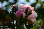 Ruth's Delight rose photo