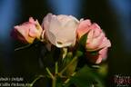 Ruth's Delight rose photo