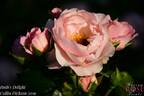 Ruth's Delight rose photo