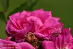 EVElosata rose photo