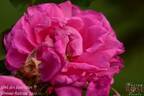 EVElosata rose photo