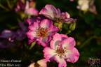 Nuance d'Amour rose photo