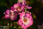 Nuance d'Amour rose photo